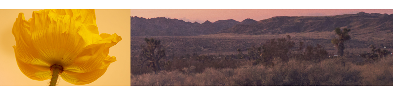 Campaign: New Arrivals. background image