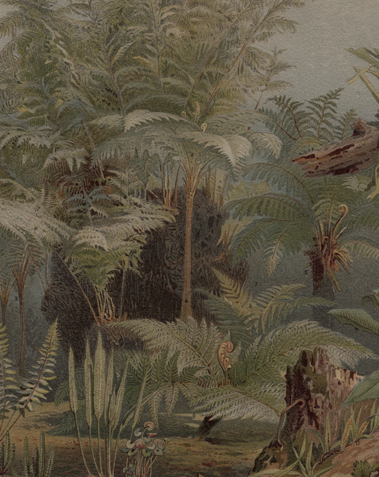 jungle illustration