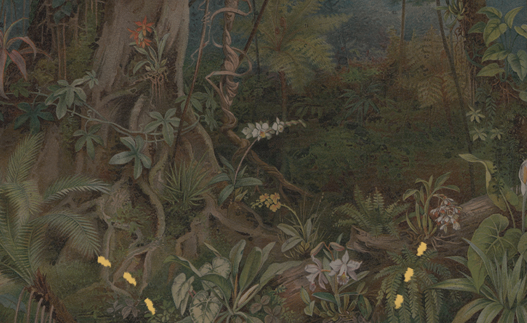 jungle illustration