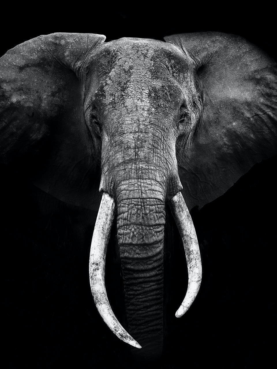 Elephant Portrait by Marina Cano | Banana Republic