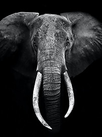 Elephant Portrait by Marina Cano | Banana Republic