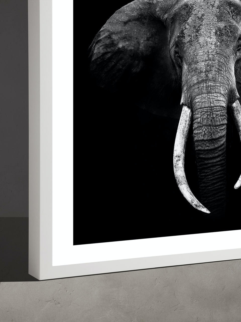 Elephant Portrait by Marina Cano | Banana Republic