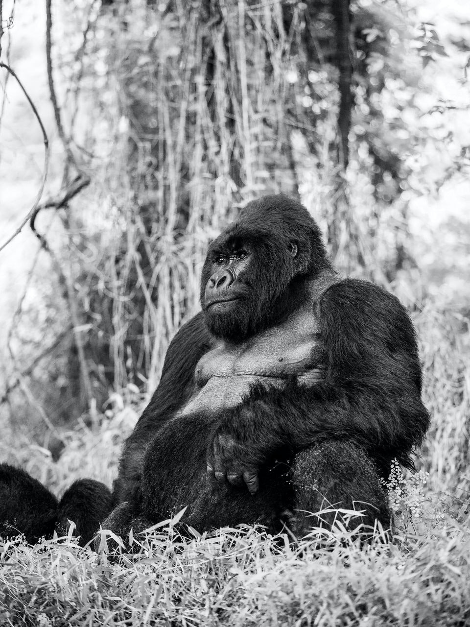 Silverback Gorilla (black + white) Bath Mat by Kathryn P