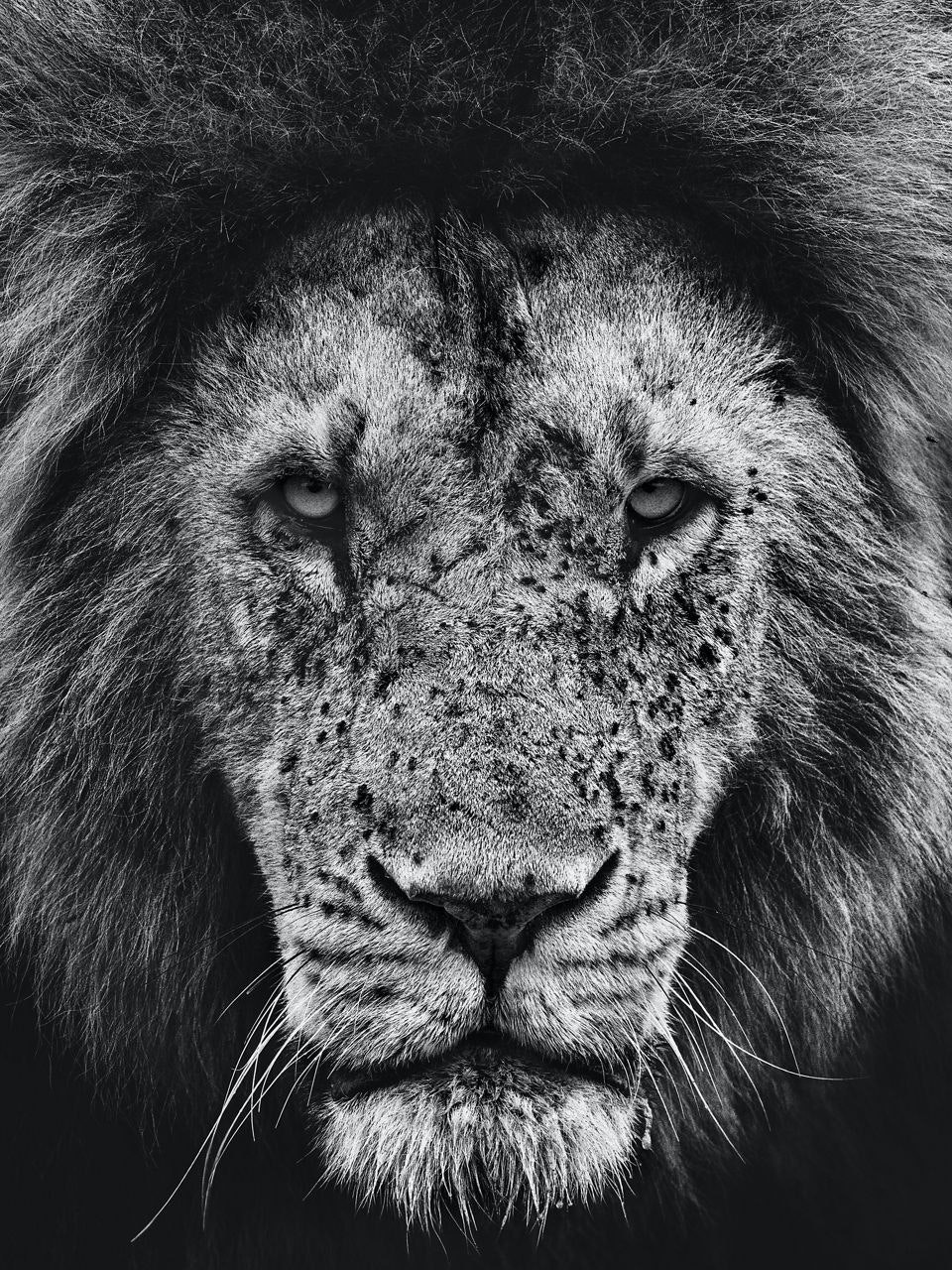 Lion Black And White Photography 1