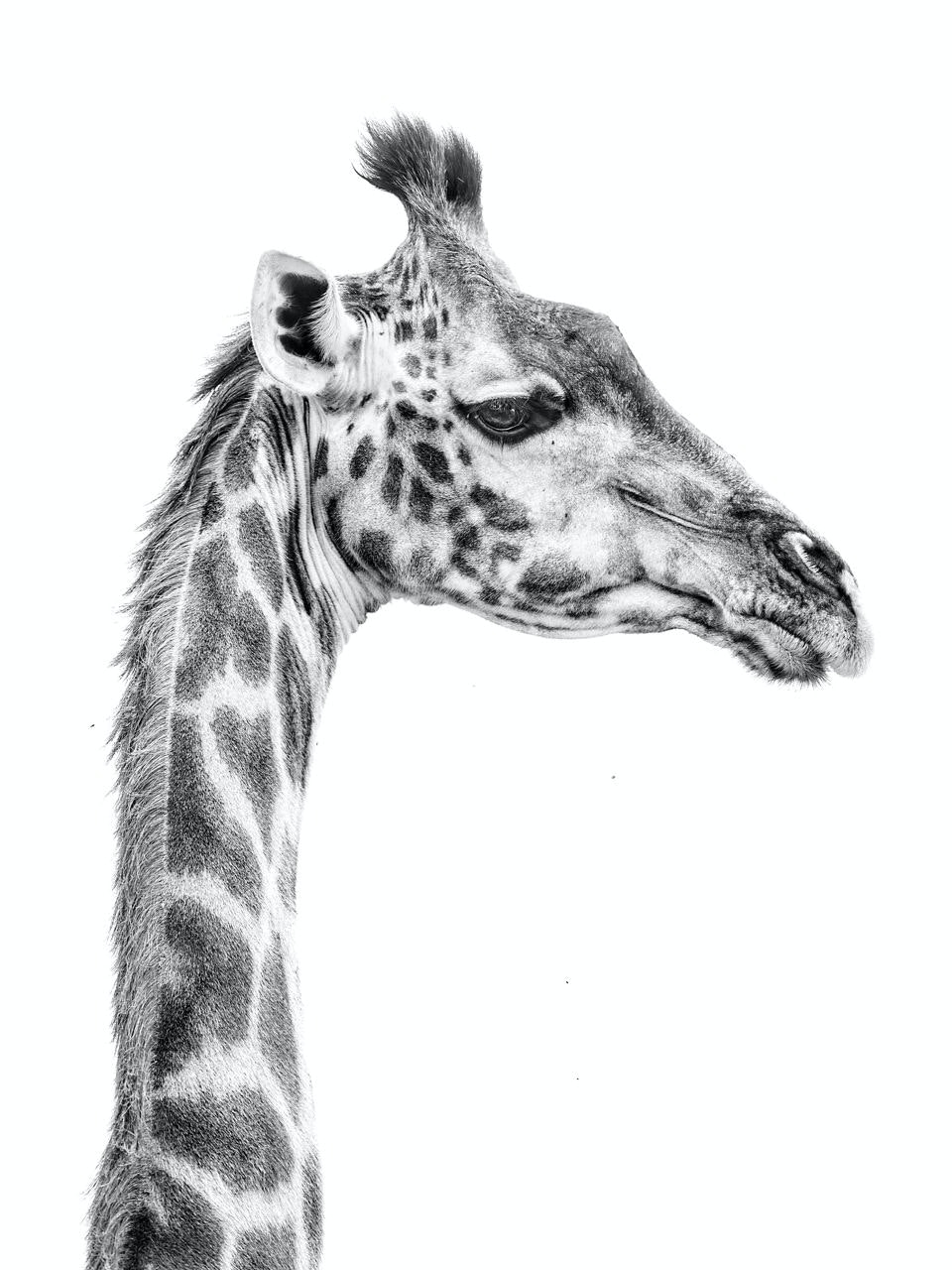 Portrait of a Giraffe by Marina Cano | Banana Republic