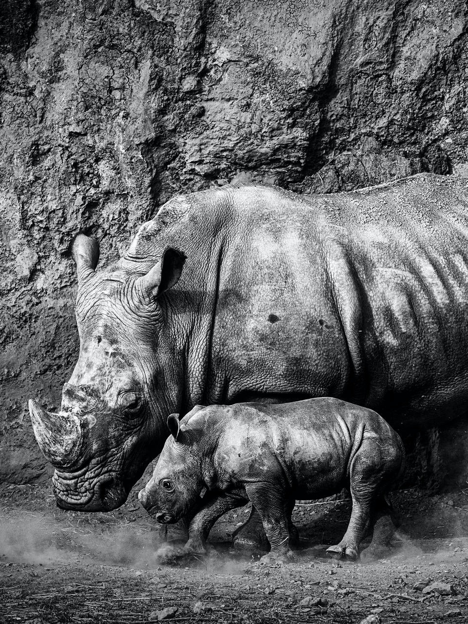 Rhino Mom And Baby By Marina Cano 