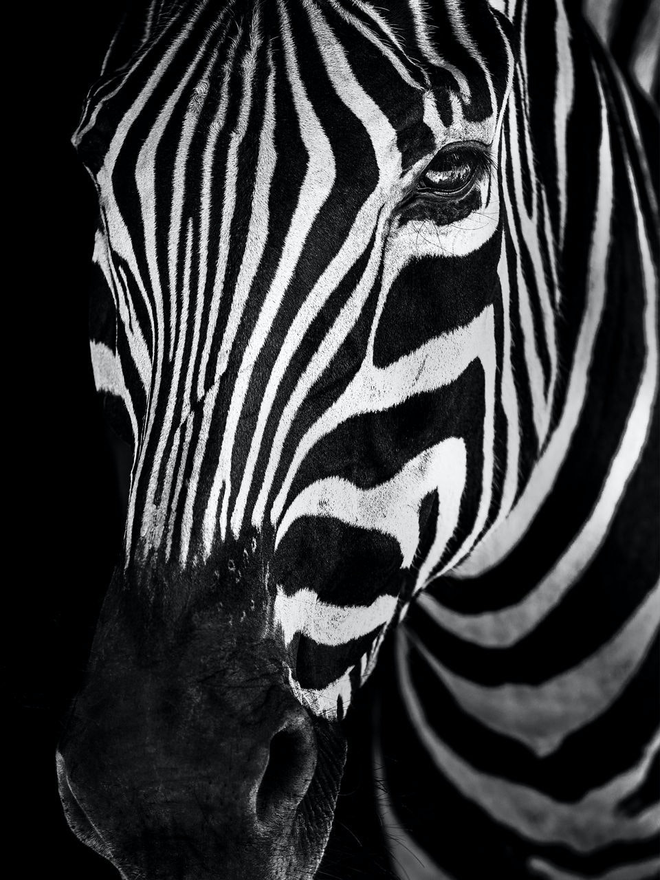 Zebra Portrait 2 By Nathan Dehart 