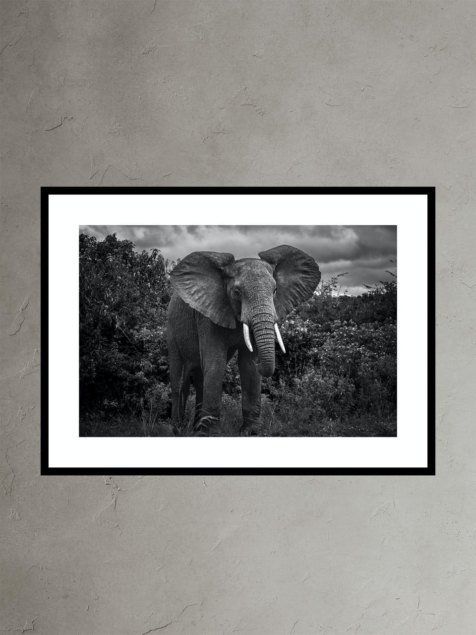 Banana Republic Elephant 3 by Nathan DeHart black. 1