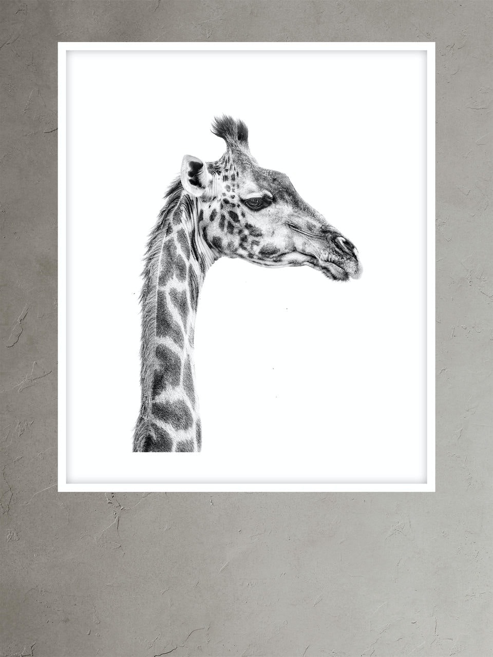 Banana Republic Portrait of a Giraffe by Marina Cano white. 1