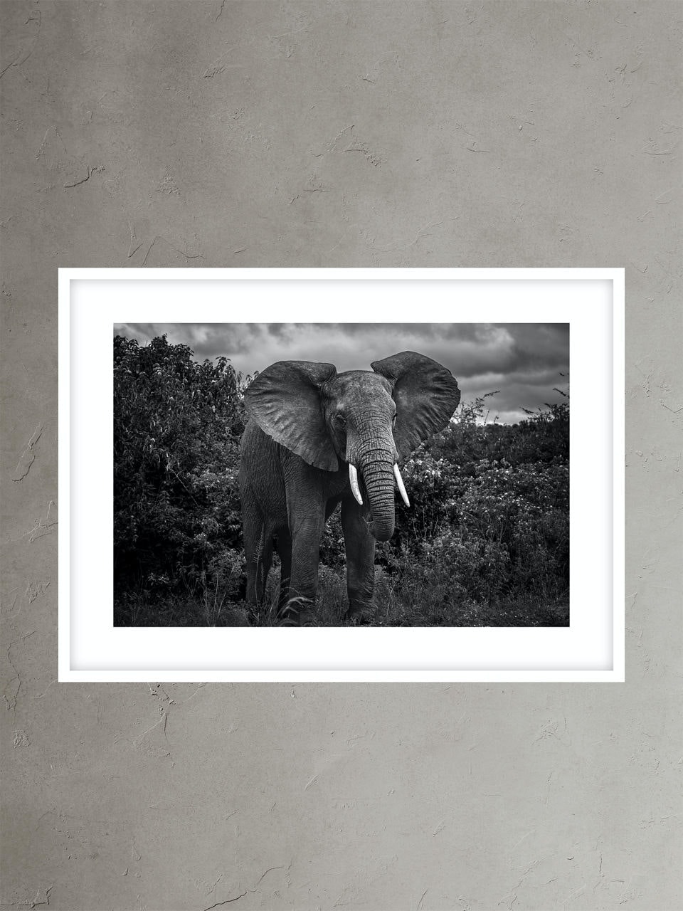 Banana Republic Elephant 3 by Nathan DeHart white. 1