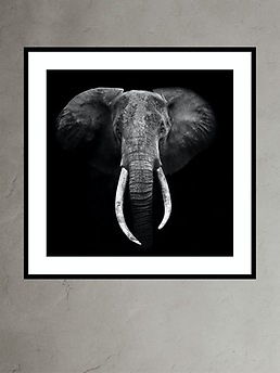 Elephant Portrait by Marina Cano | Banana Republic